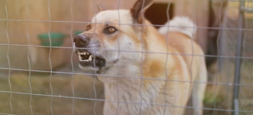 Dog inside the fence